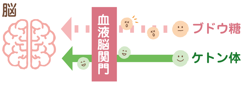 血液脳関門を通過するケトン体